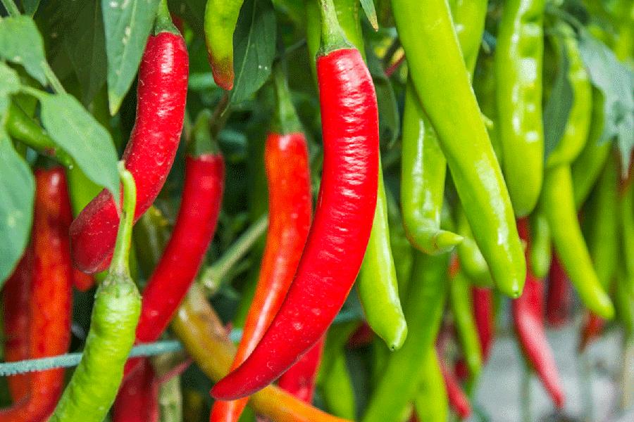 Image of chilies 