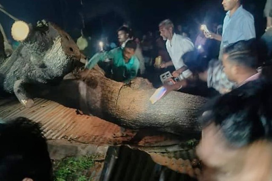 image of tree fell in temple Akola, Maharashtra 