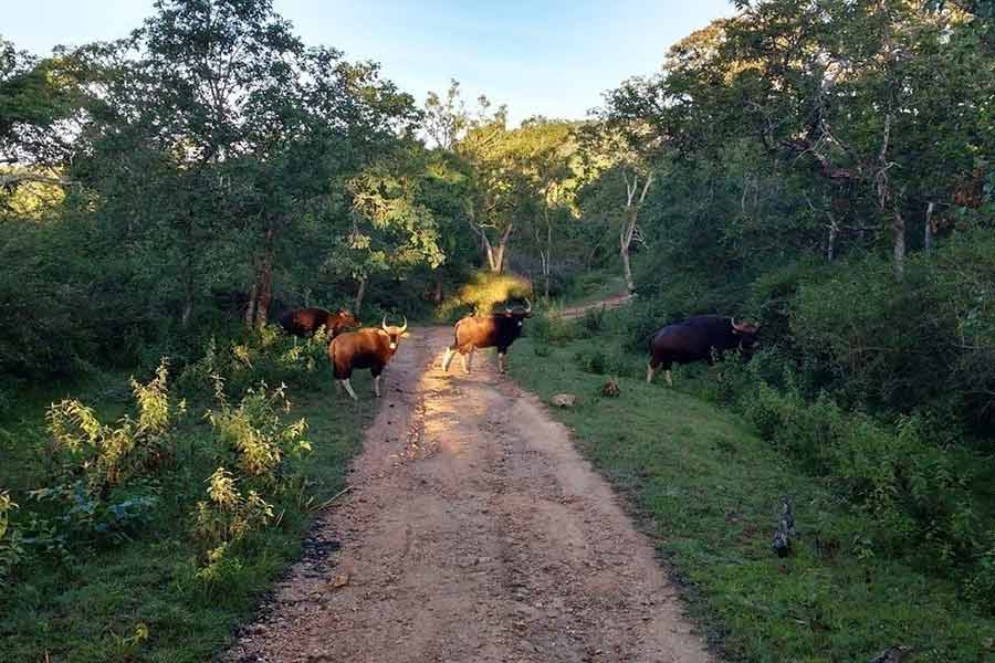 Image of Bandipur forest 