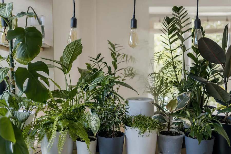 Image of Indoor plants 