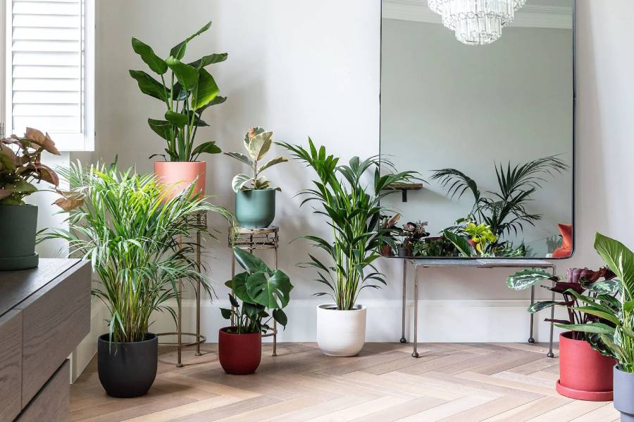 Image of Indoor plants
