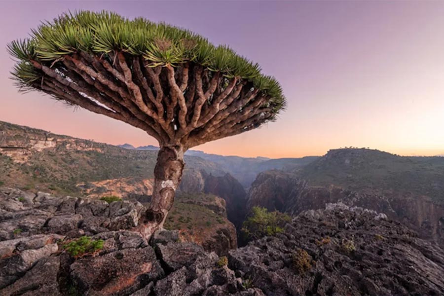 Socotra Island is the centre of attraction in Western Asia with many countries keeping a watch on it.