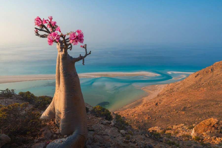 Socotra Island is the centre of attraction in Western Asia with many countries keeping a watch on it.