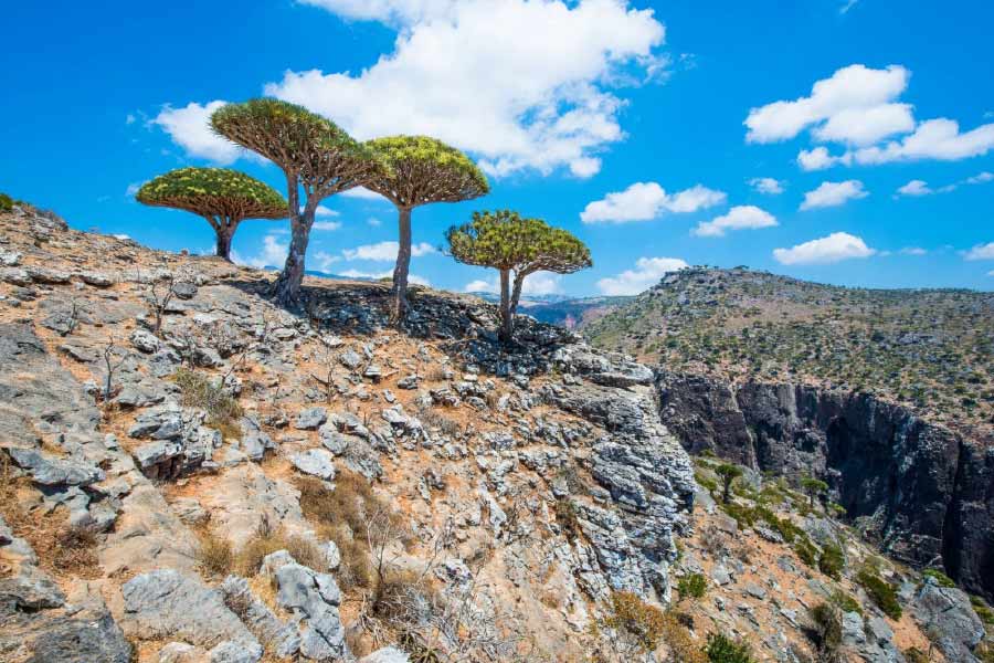 Socotra Island is the centre of attraction in Western Asia with many countries keeping a watch on it.