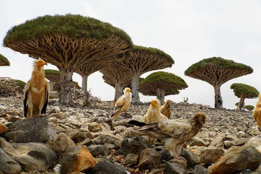 Socotra Island is the centre of attraction in Western Asia with many countries keeping a watch on it.