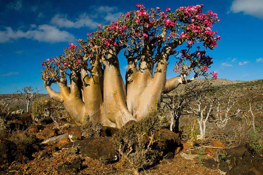 Socotra Island is the centre of attraction in Western Asia with many countries keeping a watch on it.