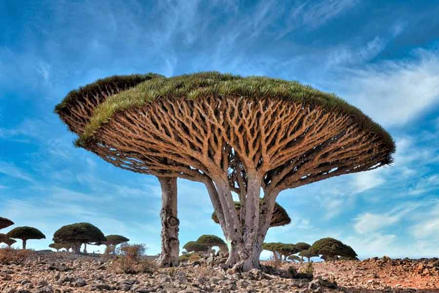 Socotra Island is the centre of attraction in Western Asia with many countries keeping a watch on it.