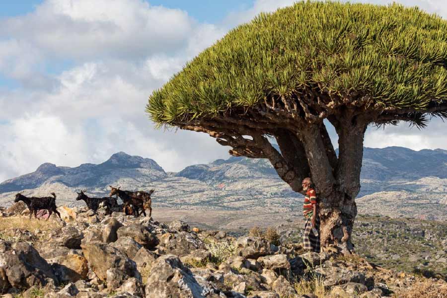 Socotra Island is the centre of attraction in Western Asia with many countries keeping a watch on it.