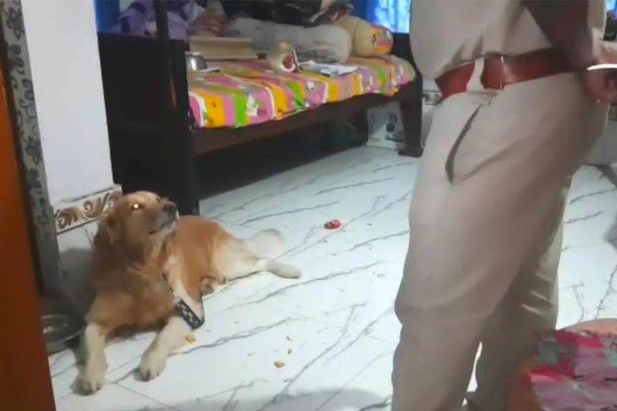 dog