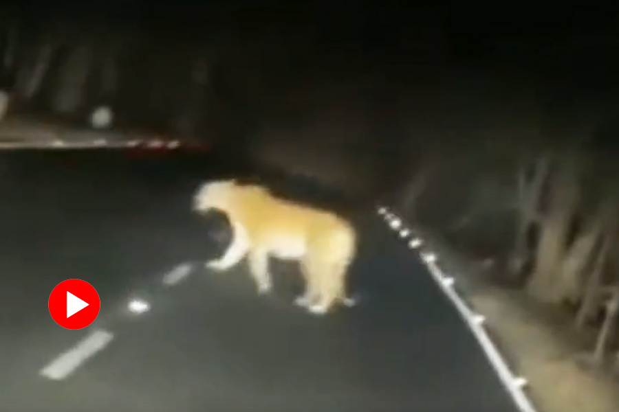 Video of tigress and cubs crossing road in Madhya Pradesh goes viral.