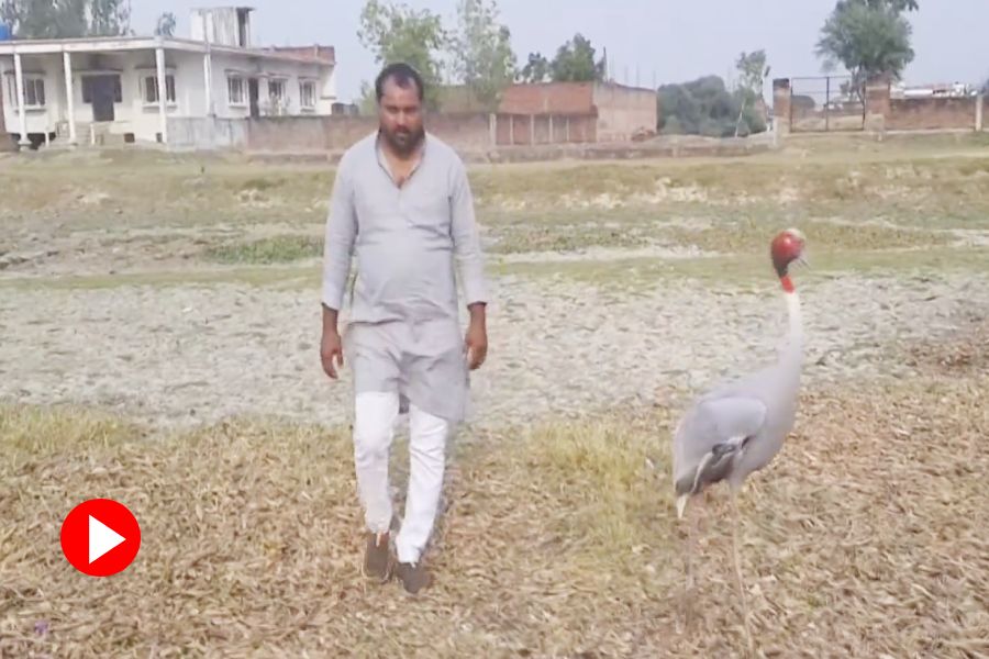 UP Man goes Viral for his friendship with A Sarus crane