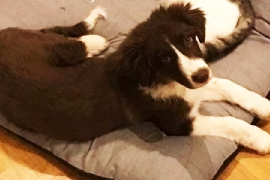 photo of the Greece Pilot who killed his wife 