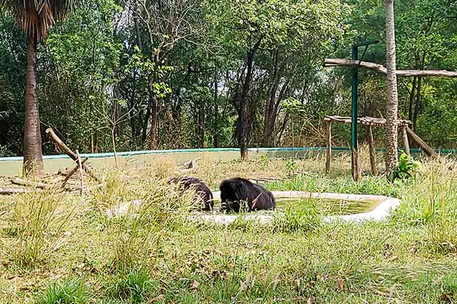 Bear in Jangalmahal Zoological garden