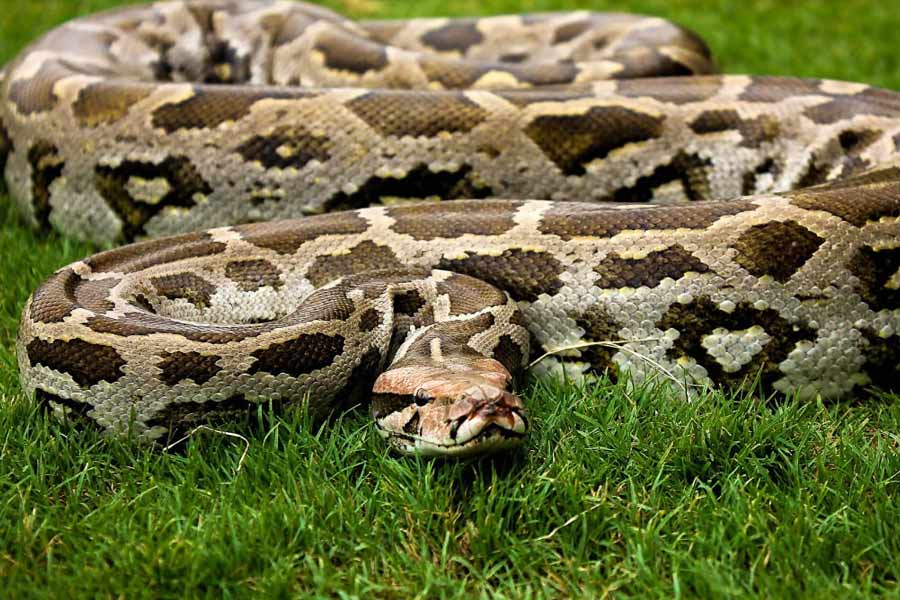 representative photo of python