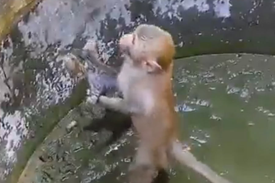 Monkey rescuing a cat