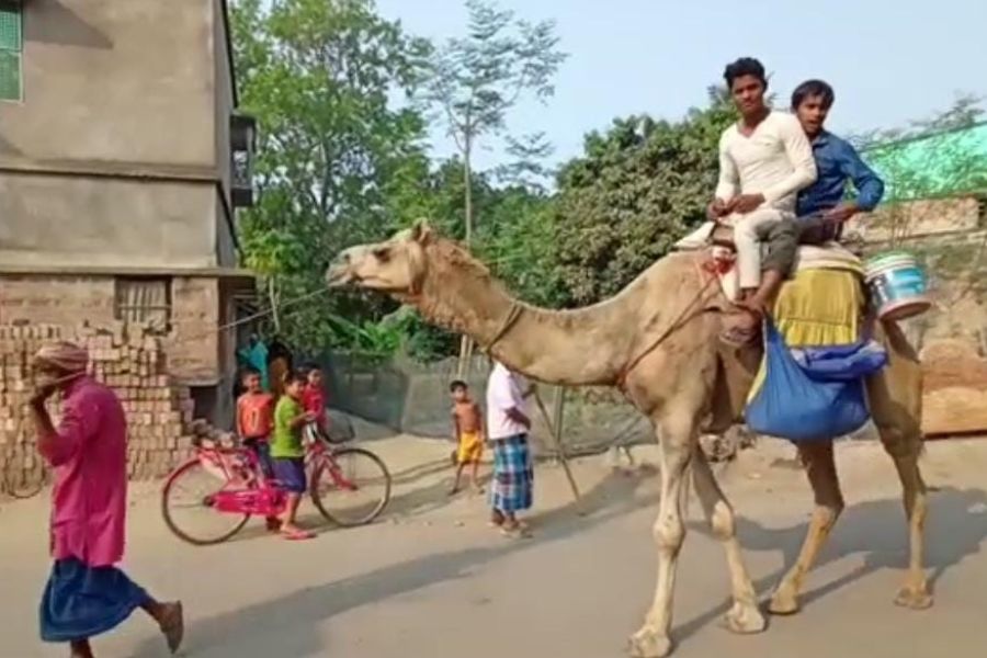 Camels walk in Murshidabad’s Sagardighi