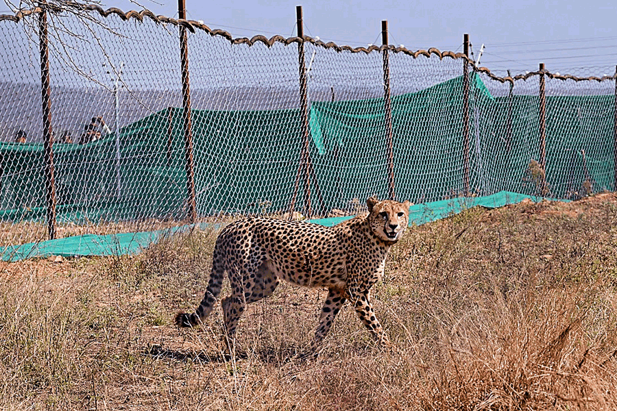 A Photograph of a Cheetah in Kuno National Park