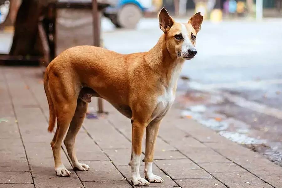 Minors from Odisha married to dogs to ward off evil spirits 