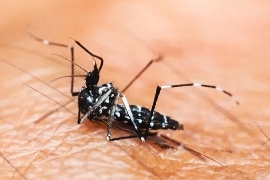 alternatives to chemical based mosquito sprays 