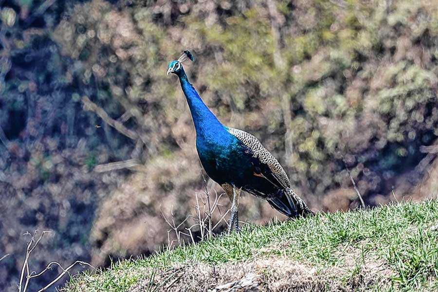 peacock.