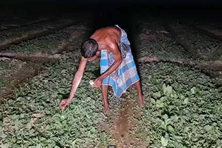 Farmers of Deganga are cultivating during night to avoid sunlight