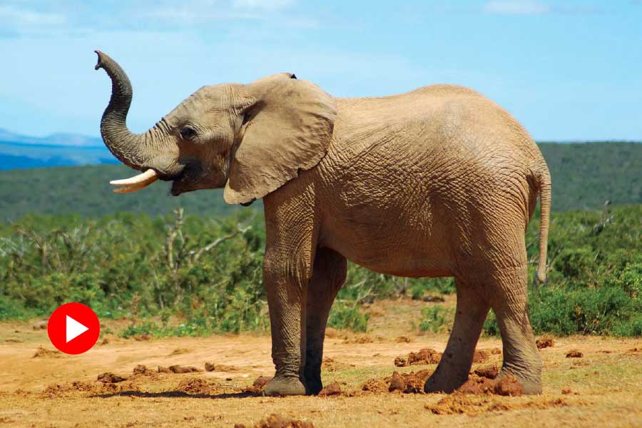 photo of elephant