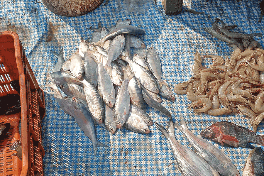 Small Hilsa fish being sold at a market of patashpur