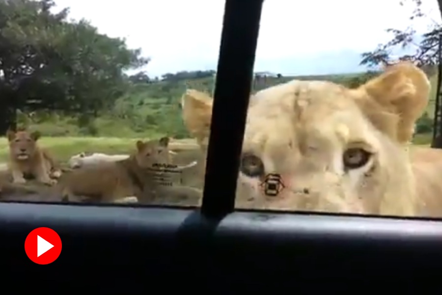 A lioness opens door of tourist car