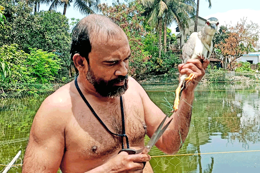 জাল কেটে উদ্ধার করা হচ্ছে একটি পাখিকে। নিজস্ব চিত্র