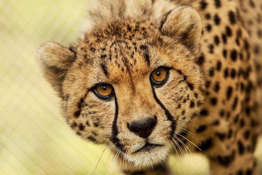 cheetah.