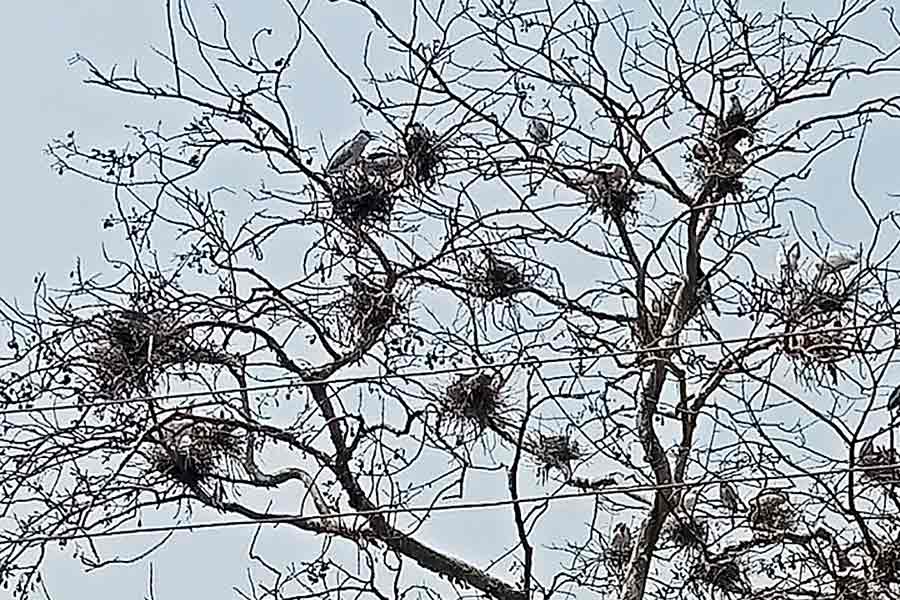 Birds built nest in Arjun tree