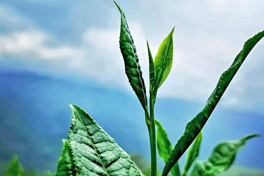 Darjeeling tea leaf