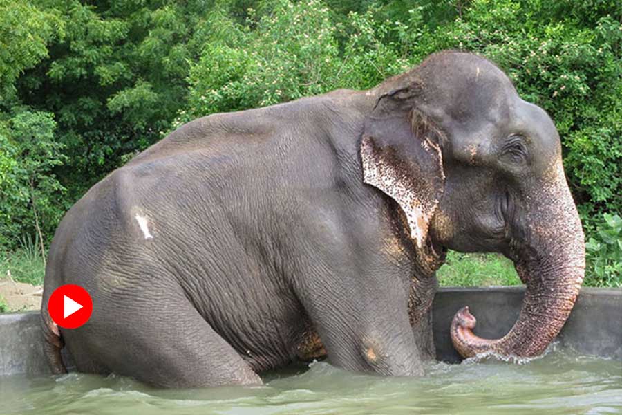 representative photo of elephant