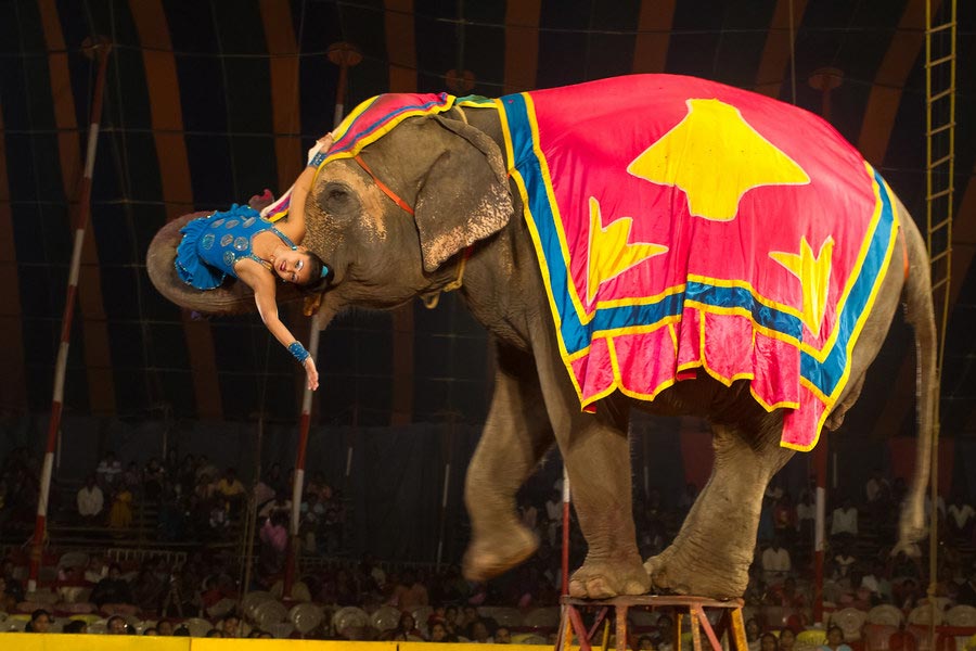 Circus Legend Gemini Shankaran.