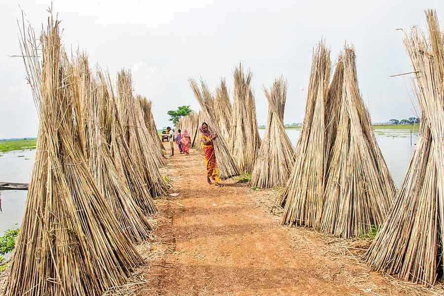 An image of Jute Cultivation 