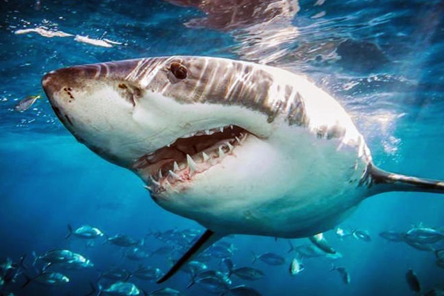 ২০০৩ সালের মে মাস নাগাদ একটি সাদা হাঙরকে নিয়ে পরীক্ষানিরীক্ষা চালাচ্ছিলেন অস্ট্রেলিয়ার এক দল বিজ্ঞানী। সঙ্গে ছিলেন এক জন তথ্যচিত্র পরিচালক। সেই পরীক্ষা চলাকালীনই ঘটে এক ভয়ঙ্কর ঘটনা। জলের অতলে টেনে নিয়ে দিয়ে ওই সাদা হাঙরটিকে মেরে ফেলে কোনও এক অজানা সামুদ্রিক দানব!