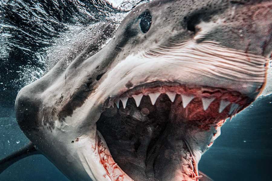 সাদা হাঙরকে সমুদ্রের সবথেকে হিংস্র প্রাণী বলেন বেশির ভাগ বিজ্ঞানী। এ ক্ষেত্রে বিজ্ঞানীরা যে সাদা হাঙরটির উপর পরীক্ষা চালাচ্ছিলেন সেটি ছিল প্রায় ৯ ফুট লম্বা। এই হিংস্র শিকারির শিকার কে করল, তা নিয়ে তৈরি হয় একাধিক জল্পনা।