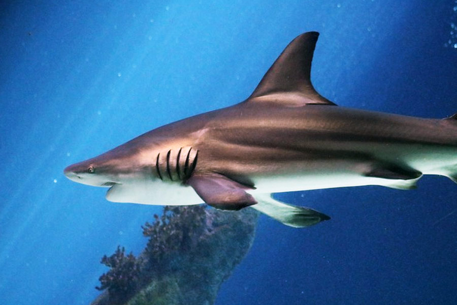 প্রাথমিক ভাবে হাঙরটির শরীরে একটি ট্র্যাকার লাগিয়ে তার উপর নজরদারি চালাচ্ছিলেন বিজ্ঞানীরা। হাঙরটি সমুদ্রের কতটা গভীরে রয়েছে, সেই জায়গার তাপমাত্রা কত, তা-ও সময়ে সময়ে জানা যাচ্ছিল ওই ট্র্যাকারের মাধ্যমে।