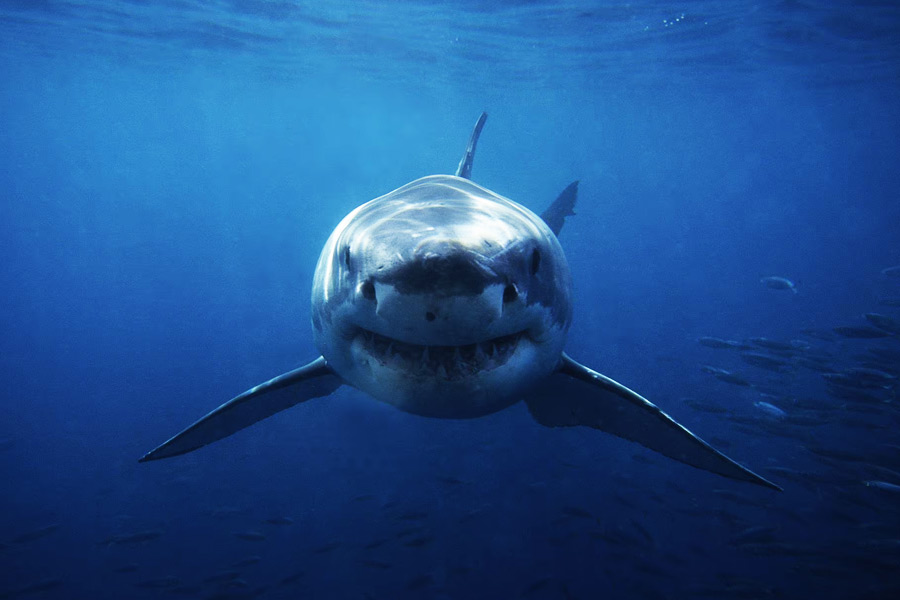 কিন্তু পরীক্ষা শুরুর চার দিনের মাথায় বিজ্ঞানীরা হঠাৎই দেখেন, হাঙরটি প্রচন্ড গতিতে সমুদ্রের গভীরে নেমে যাচ্ছে। সাদা হাঙরের যা গতি, তাতে অত তাড়াতাড়ি সমুদ্রের নীচের দিকে যাওয়া সম্ভব নয়। যেন কোনও এক অজানা শক্তি বিশাল হাঙরটিকে নীচের দিকে টেনে নিয়ে যাচ্ছিল।