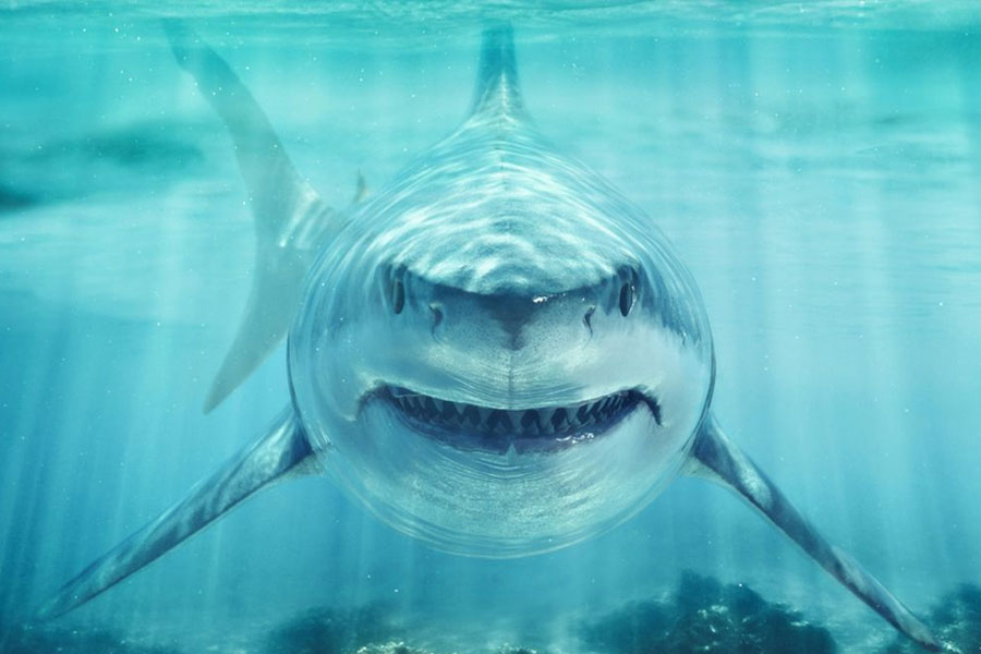 বিজ্ঞানীরা দেখেন কয়েক মুহূর্তেই হাঙরটি সমুদ্রের প্রায় ২০০০ ফুট গভীরে পৌঁছে গিয়েছে।