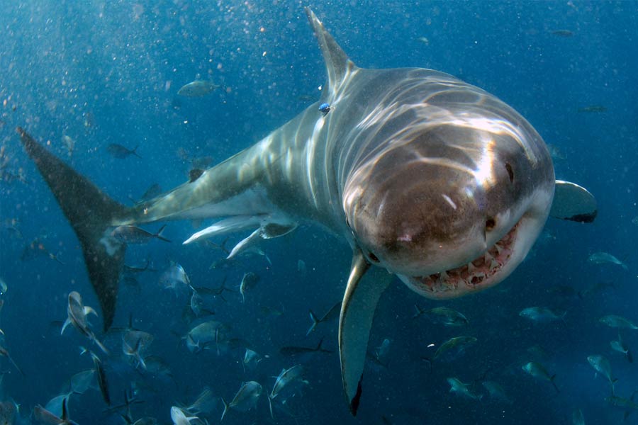 একই সঙ্গে বিজ্ঞানীরা দেখেন, ওই জায়গায় জলের তাপমাত্রা হঠাৎ করে বাড়তে আরম্ভ করেছে। প্রাথমিক ভাবে ওই জায়গার তাপমাত্রা ছিল ৭ ডিগ্রি সেলসিয়াস। কিন্তু এক ধাক্কায় তা বেড়ে প্রায় ২৬ ডিগ্রি সেলসিয়াস হয়ে যায়।