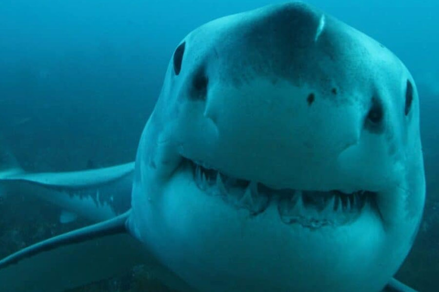 বিজ্ঞানীরা বুঝতে পারেন, নিমেষের মধ্যে ওই সাদা হাঙরের শিকার করে ফেলেছে অজানা সামুদ্রিক দানব। এবং ট্র্যাকার দানবের পেটে যাওয়ায় তাপমাত্রার আকস্মিক বৃদ্ধি হয়েছে।