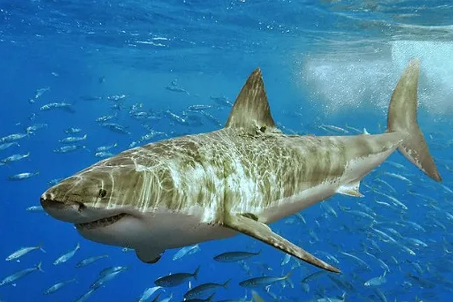 এর পরই বিষয়টি নিয়ে একাধিক জল্পনা তৈরি হয়। অনেকে দাবি তোলেন, সাদা হাঙরের শিকার করা কোনও সাধারণ সামুদ্রিক জীবের ক্ষমতার বাইরে। পাশাপাশি দাবি করা হয়, মেরে ফেলার জন্য হাঙরটিকে কেউ সমুদ্রের অত গভীরে নিয়ে যাবে না।