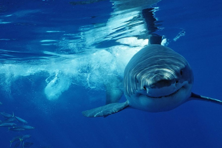 গভীর সমুদ্রে হাঙর হত্যার খবর প্রকাশ্যে আসতেই বিশ্ব জুড়ে হইচই পড়ে যায়। বিভিন্ন জন বিভিন্ন মতামত দিতে শুরু করেন। জল্পনা তৈরি হয় অতিকায় সামুদ্রিক দানব গডজ়িলা এবং ক্র্যাকেন-এর অস্তিত্ব নিয়েও।