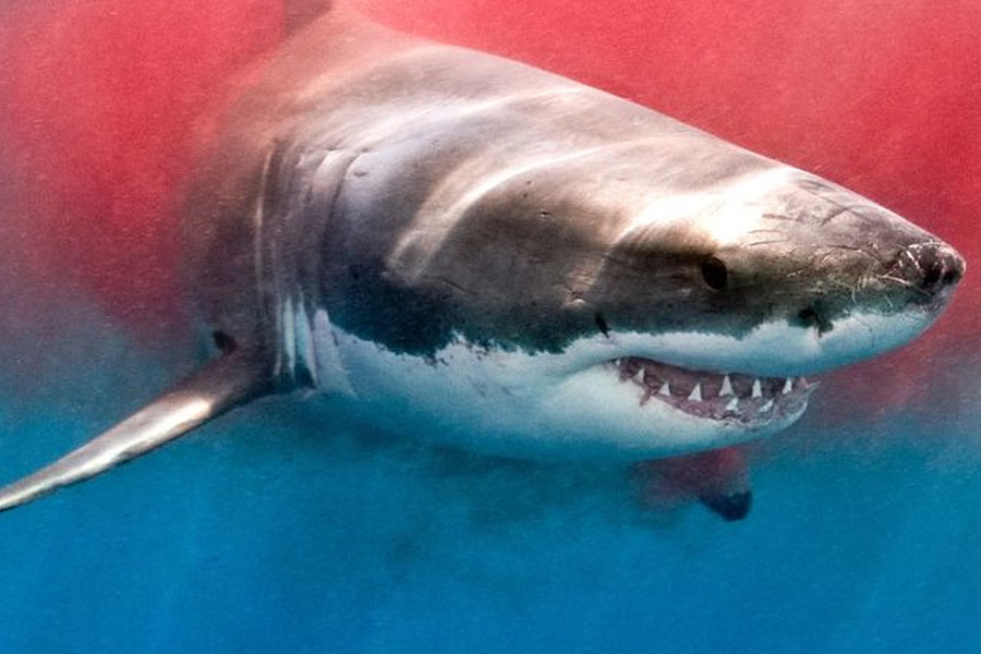 তথ্যচিত্র নির্মাতা ডেভ রিগস বলেছেন, ‘‘আমার মনে শুধু একটাই প্রশ্ন আসছিল যে, কী করে কোনও স্বাভাবিক সামুদ্রিরক প্রাণী এত বড় একটি সাদা হাঙরকে খেয়ে ফেলল।’’