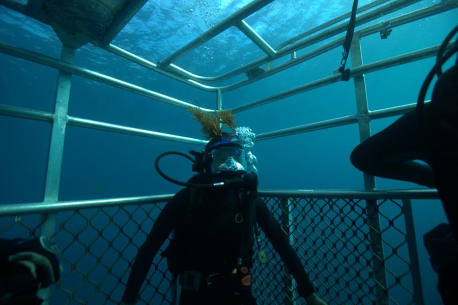 তবে সেই ঘটনার প্রায় ১০ বছর পর রহস্যের সমাধান হয়। দীর্ঘ দিন অস্ট্রেলিয়ার বিজ্ঞানীরা গবেষণা চালিয়ে সেই হাঙর হত্যা রহস্যের কিনারা করেন।