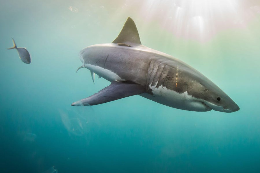 অস্ট্রেলিয়ার ওই বিজ্ঞানীদের দাবি, ওই অতিকায় সামুদ্রিক দানব আসলে অন্য একটি অতিকায় সাদা হাঙর। হরমোনের সমস্যার জন্য ওই হাঙরটি আকারে স্বাভাবিকের থেকে বড় ছিল। সেই দৈত্যাকার অন্য সাদা হাঙরের কামড়েই মৃত্যু হয়েছে প্রথম হাঙরটির।
