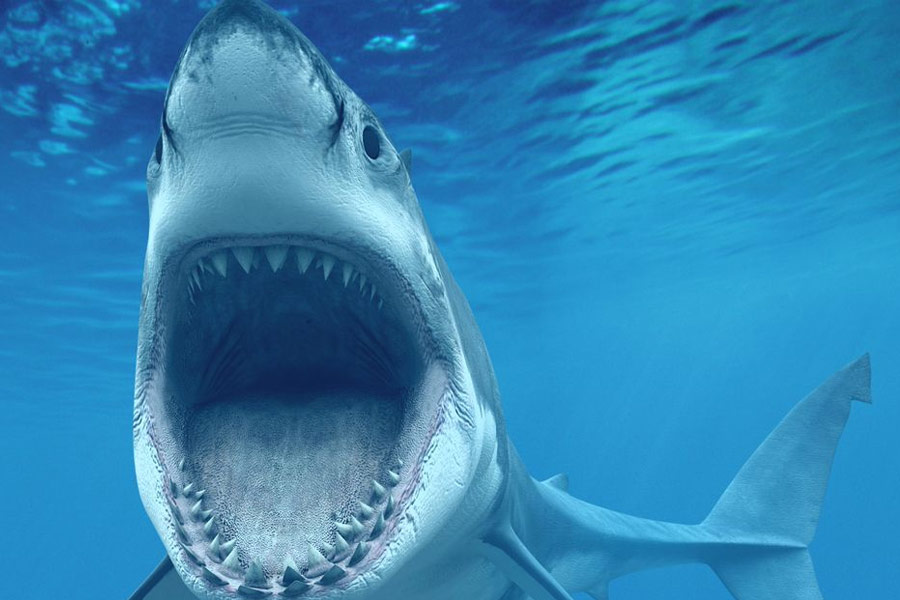 যদিও অনেকেই এই তত্ত্ব মেনে নেননি। অনেকের মতে শুধুমাত্র সত্য লুকিয়ে রাখতেই এই গল্প ফেঁদেছেন অস্ট্রেলিয়ার বিজ্ঞানীরা। এর নেপথ্যে আন্তর্জাতিক চাপ ছিল বলেও একাংশের মত।