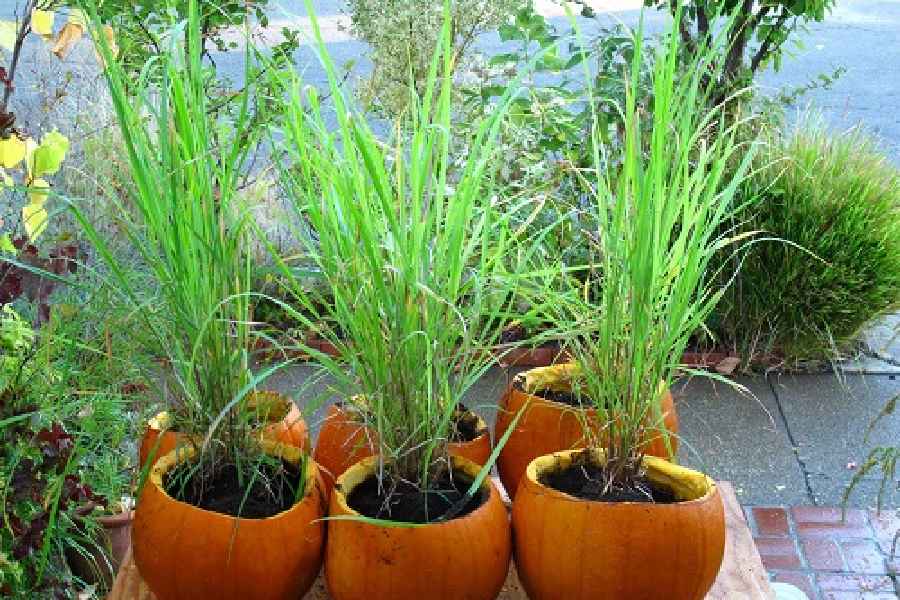 plants that keep mosquitoes
