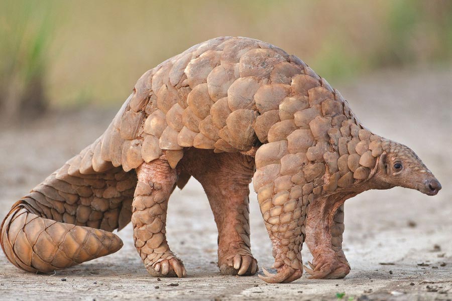 Pangolins are killed
